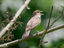Sedge buckthorn - Rokitniczka
